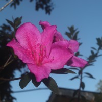 Rhododendron japonicum (A.Gray) Suringar